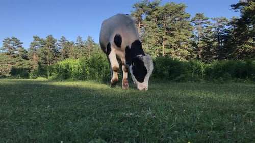 Cow Grazing Peacefully in a Green Meadow