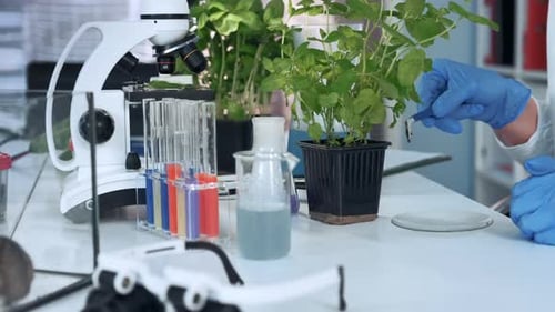 Close-up of Scientist Hands Using Surgical Pincers To Put Soil Sample on Petri Dish