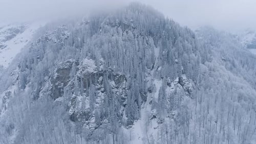 Winter landscape of foggy frozen forest in cloudy winter day