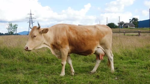 Cow Grazing on Green Grassy Rural Pasture