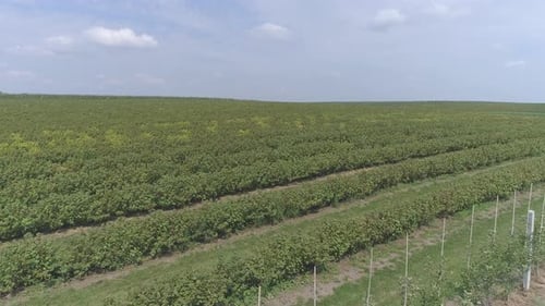 Aerial view of a currant plantation