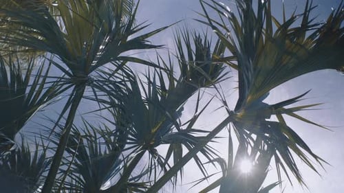 Palm Trees Swaying Gently in Tropical Sunlight