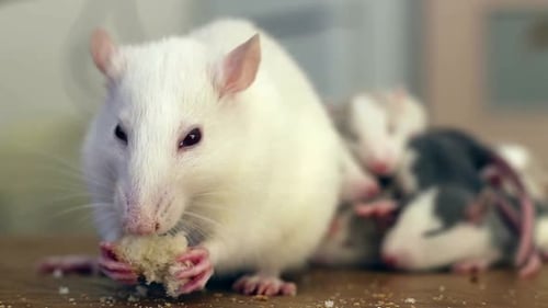 Close-up of domestic white pet rat eating bread.