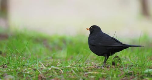 Common Blackbird or Turdus Merula Looking for Food on Grass