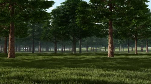 Forest Background