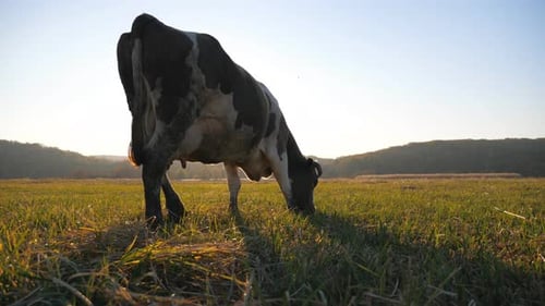 Cow Standing Among Field and Eating Grass with Sunlight at Background