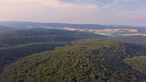 Aerial Forest Valley im Sommer Abendlandschaft