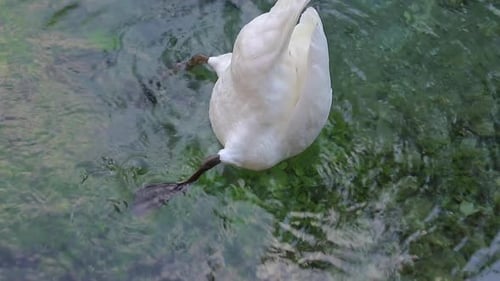 taucht Schwan