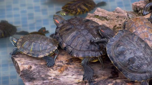 Wasserschildkröten im Pool