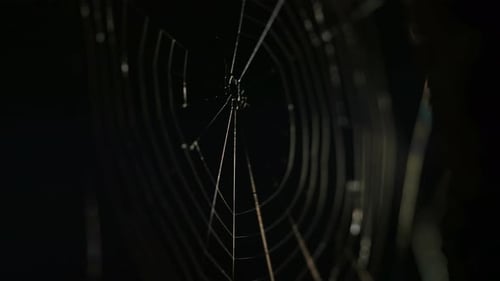 Close Up of Spiderweb in the Dark