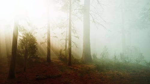 Conto de fadas misterioso Deep Magic Forest