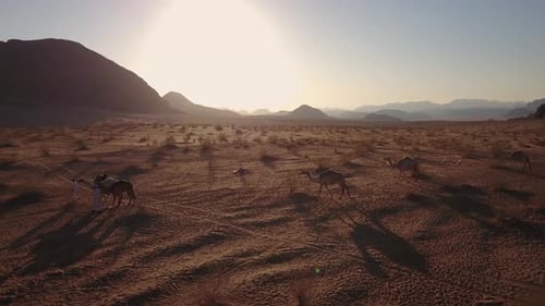 Troupeau de bergers bédouins à dos de chameaux dans le désert chaud du Wadi Rum, en Jordanie. 4K