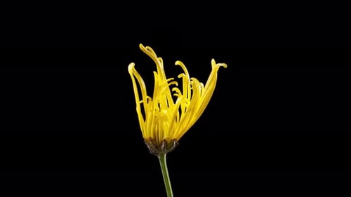 Yellow Chrysanthemum Blooming Time Lapse Close Up