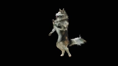 Hundetanz HD
