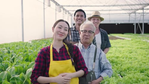 Hydroponics farm organic fresh harvested vegetables concept