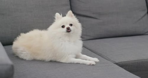 Pomeranian Dog Resting on Grey Couch