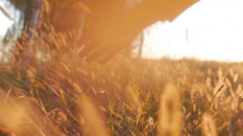 Female Farmer Hand Touching Touching Grass, Wheat, Corn Agriculture on the Field Against a Beautiful