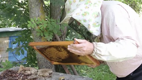 Bilder eines Bienenstocks