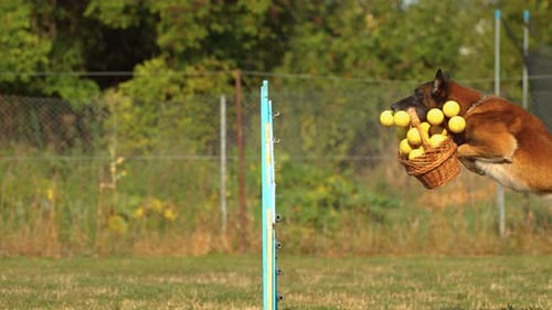 Agile Dog Leaping Over Hurdle With Basket of Balls