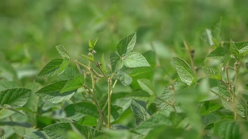 View of Ripening Soya at Farm Field, Close Up.