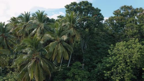 Beautiful tropical coconut plants in the field