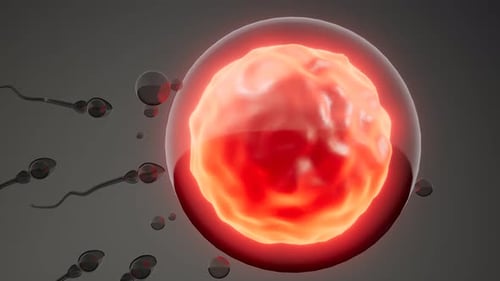 Sperma- und Eizellmodell