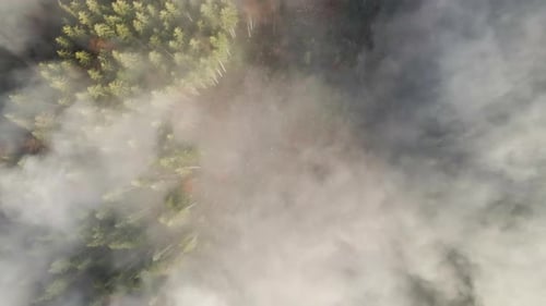 Aerial view of foggy green pine forest with canopies of spruce trees in autumn mountains.