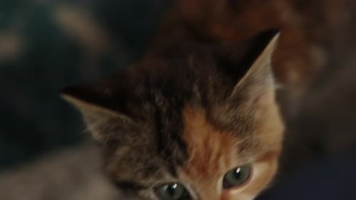 Close Up of a Cute Calico Kitten
