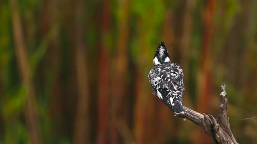 Pied kingfisher in Kruger National park, South Africa
