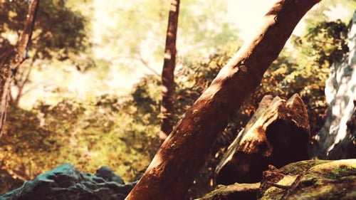 Sunshine in a Tropical Forest