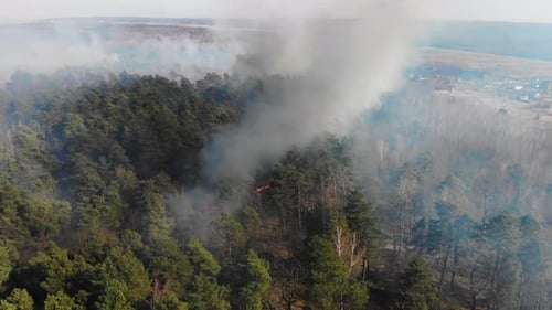 Aerial Large-scale Forest Fire. A Large Area of Forest Is Burning. Fire in the Pine Forest View From