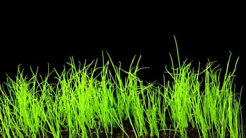 Grass Growing in Time Lapse on Black Background