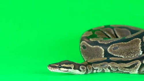 Royal Python o Python Regius sobre un fondo verde en Studio. Cámara lenta