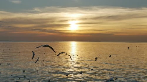 Vogel fliegt bei Sonnenuntergang