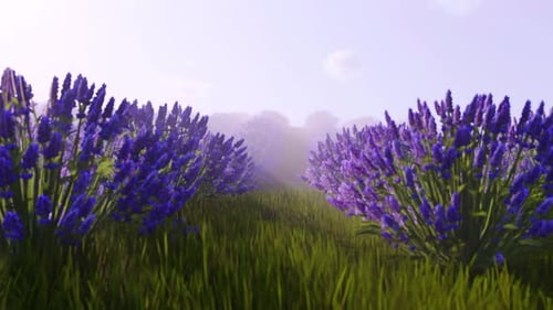 Lavender Field In Morning Mist