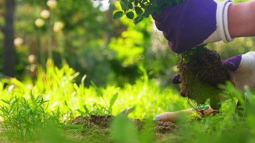 Woman Planting Rose Flowers at Summer Garden