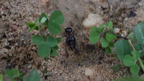 Black House Ant: Teamwork, Gehen, Arbeiten in der Natur
