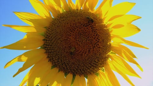 Sunflowers Bloom in the Field