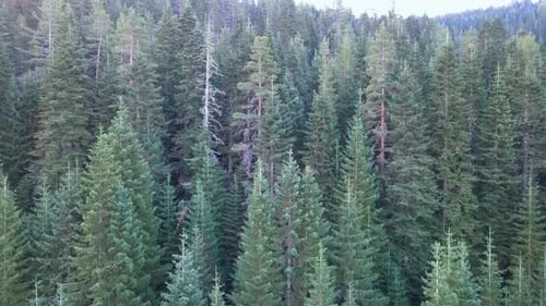 forêt verte, pins, Drone vole sur les arbres, forêt profonde et vie sauvage