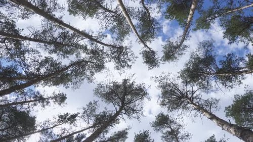 Vista inferior de pinheiros altos e antigos 5
