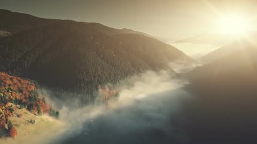 Misty Mountain Coniferous Forest Slope Aerial View
