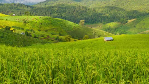 Rice Field
