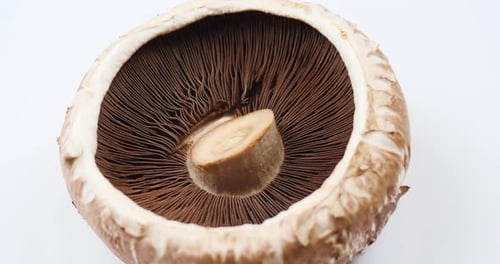 Champignon rotatif aux champignons Portobello en gros plan. Vidéo macro de fond sur les aliments crus