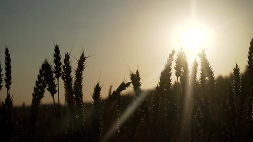 Wheat Field at Sunset
