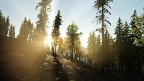 Forest Sunlight Rays Through Evergreen Trees Animation