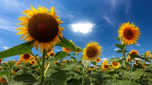 Sommerlandschaft - Sonnenblumenfeld auf einem Hintergrund bewölkter Himmel