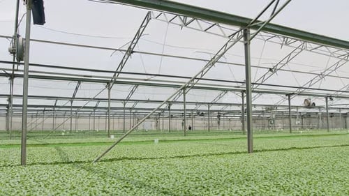 Plants Growing Inside of a Commercial Greenhouse