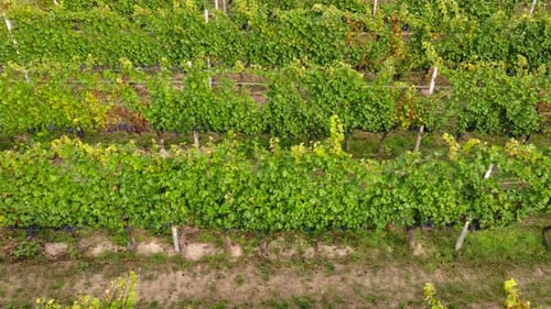 Agriculture Vineyards Field