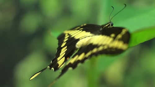 Papilio Thoas Schöner exotischer Schmetterling aus Süd- und Nordamerika, Insekten