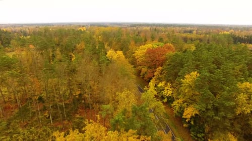 Aerial view of the road through the forest in autumn
